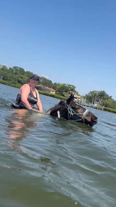 Carousel Sea Horses - Horseback Riding Near Me - Bradenton, Florida