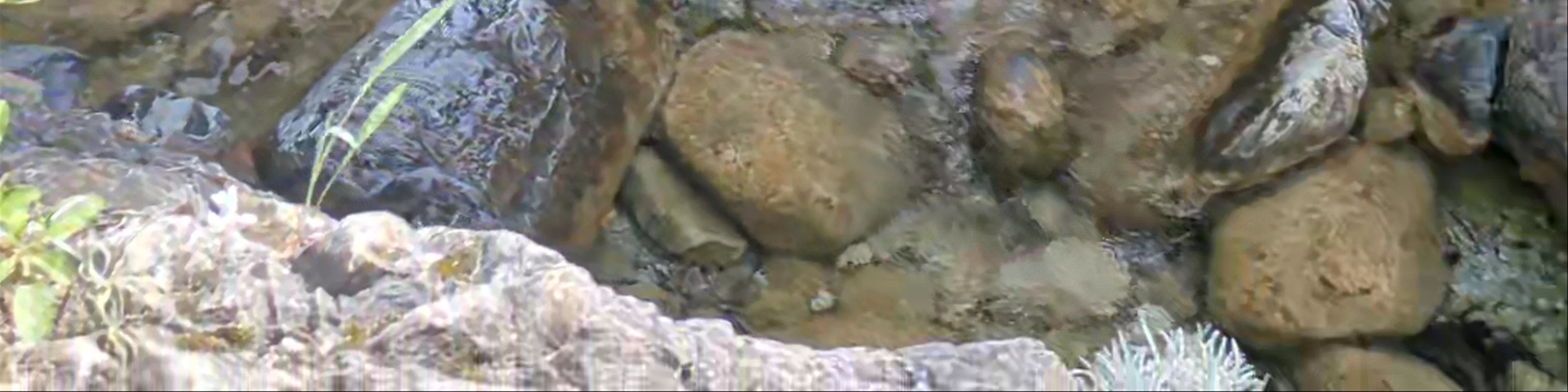 Orlias Stream