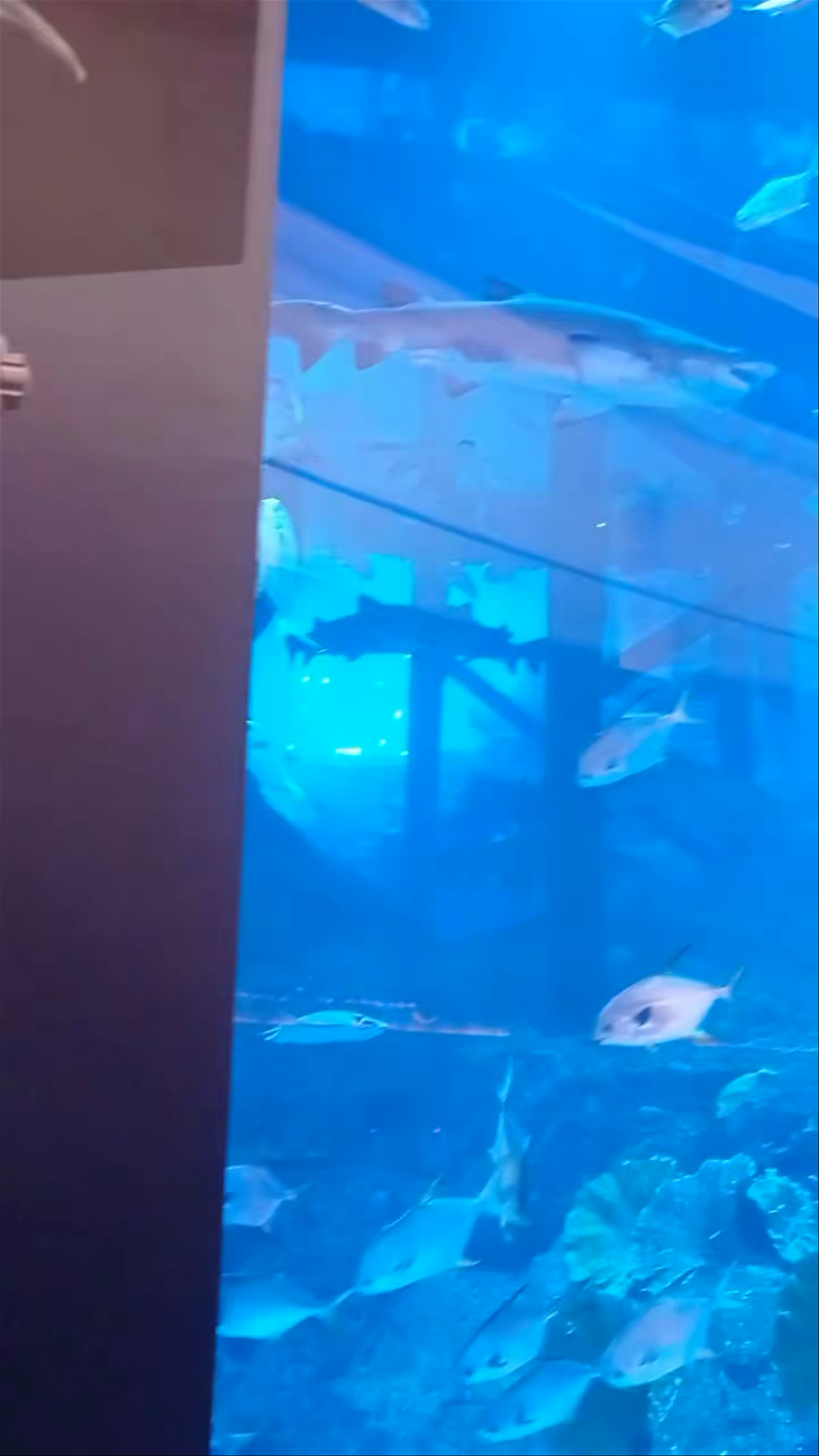 Dubai Mall Aquarium: Immersive Underwater Adventure in Dubai
