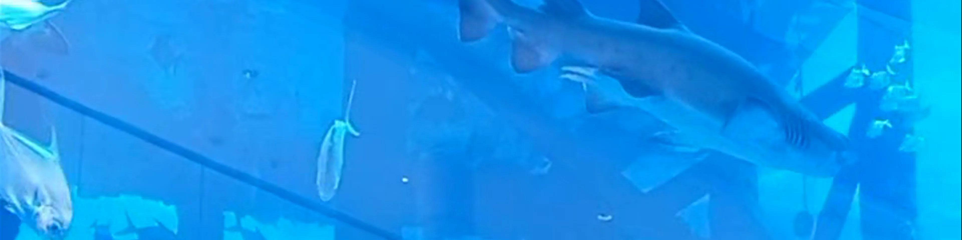 Dubai mall aquarium - Dubai Mall service road - Dubai - United Arab Emirates