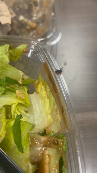 Buona - Video of alive ladybug. I just pulled out of my chicken Caesar salad. - Sandwiches Near Me - Valparaiso, Indiana