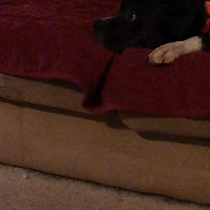 WhiteHeart K9 - Pet Training Near Me
