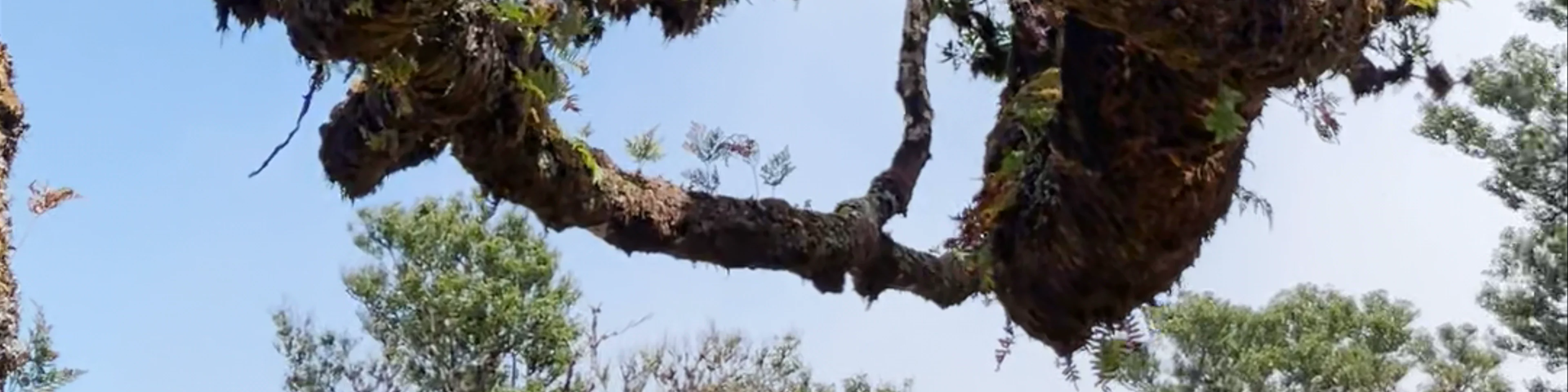 Dancing tree