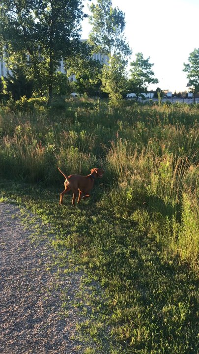 Community Bark West - Embrace the long grass too :) - Dog Parks Near Me - Glenview, Illinois