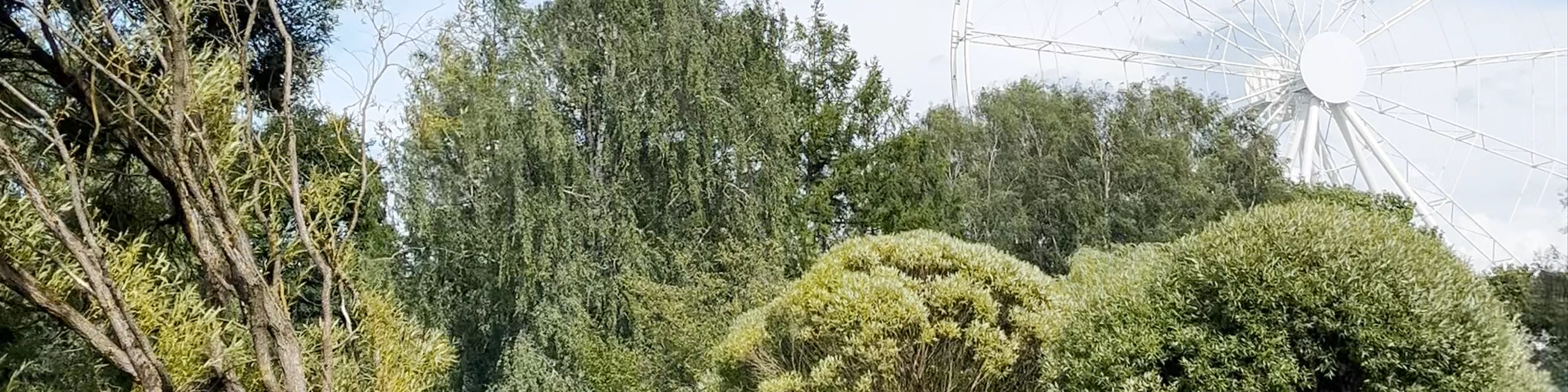 Sakura garden