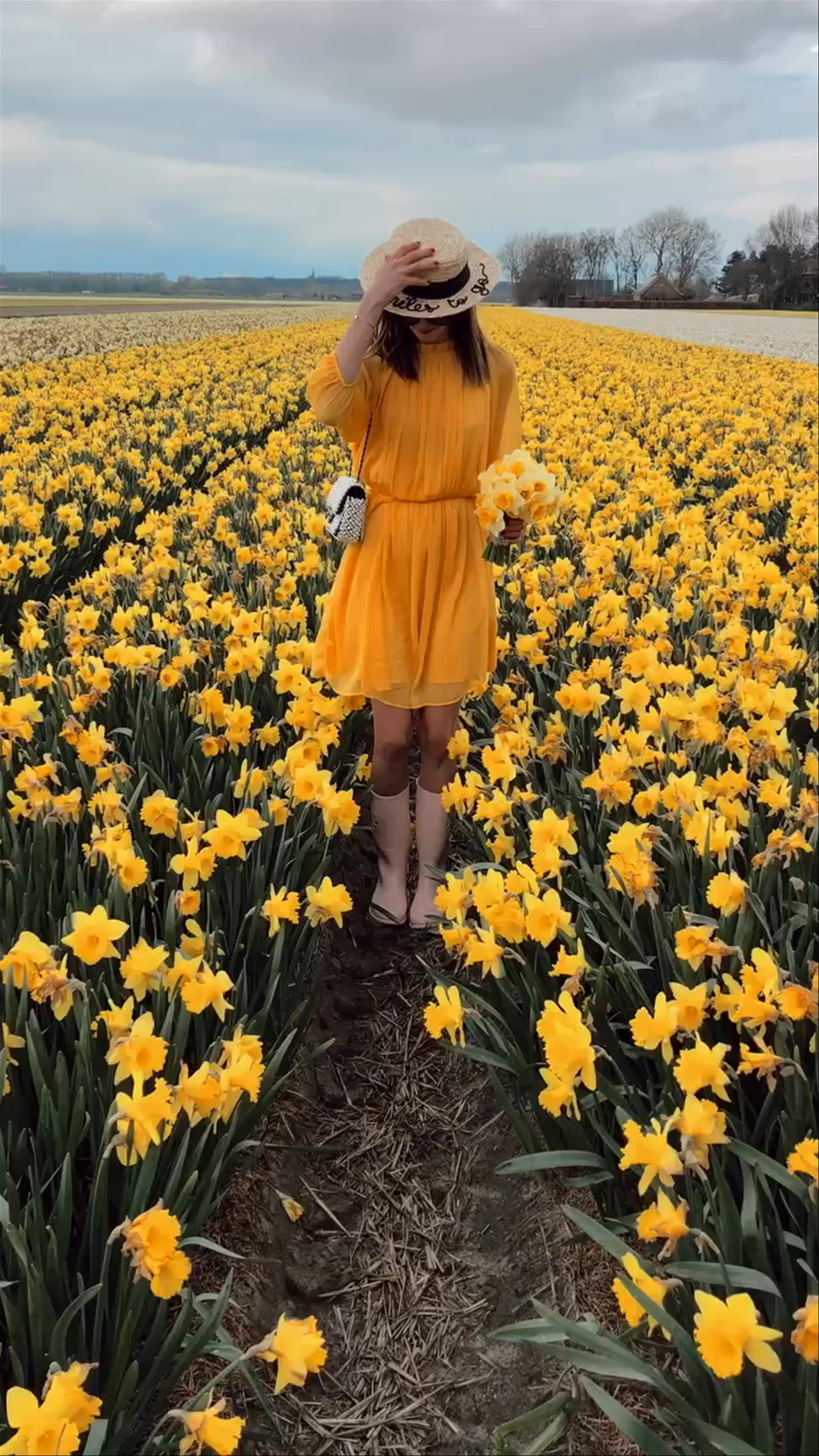 Blooming Daffodils at FAM Flower Farm in Lisse, Netherlands