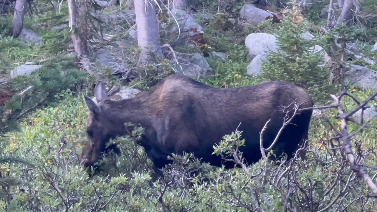 Rawah Wilderness - Hiking Near Me