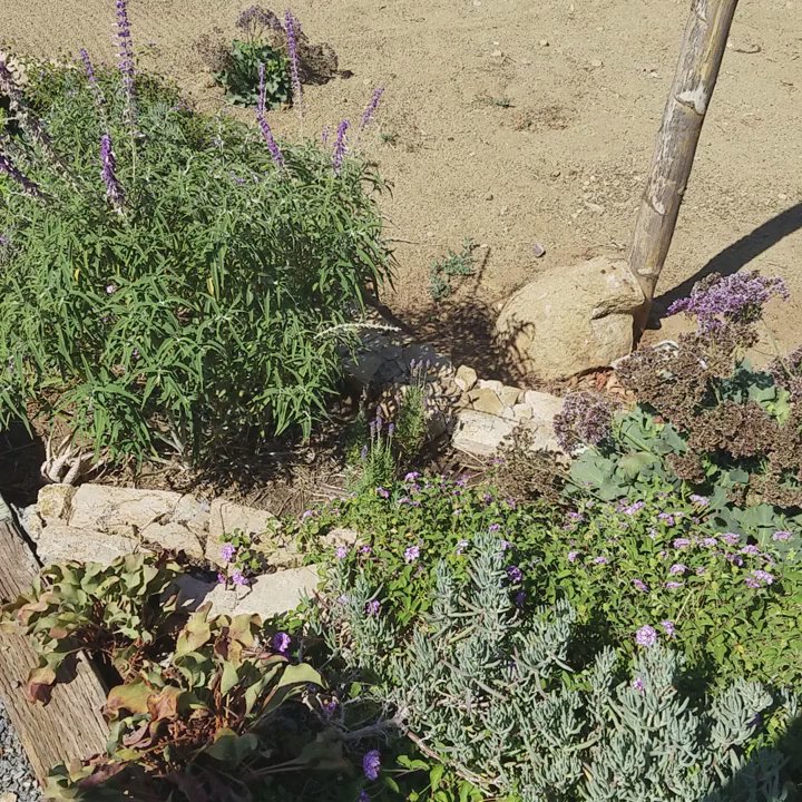 Quinta Monasterio - Lavender outside the spa - Wineries Near Me - Guadalupe, BCN