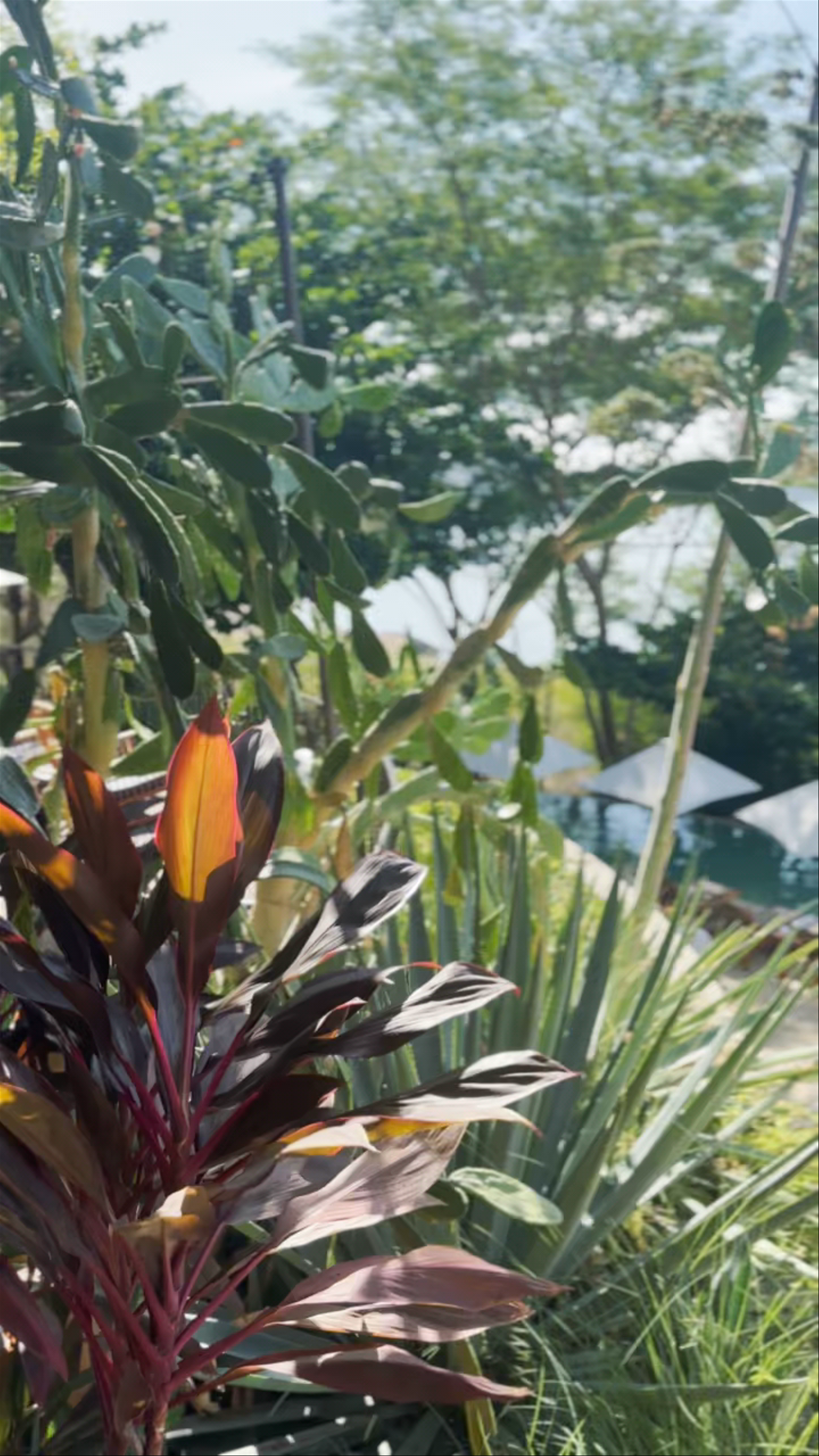 Andaz Peninsula Papagayo