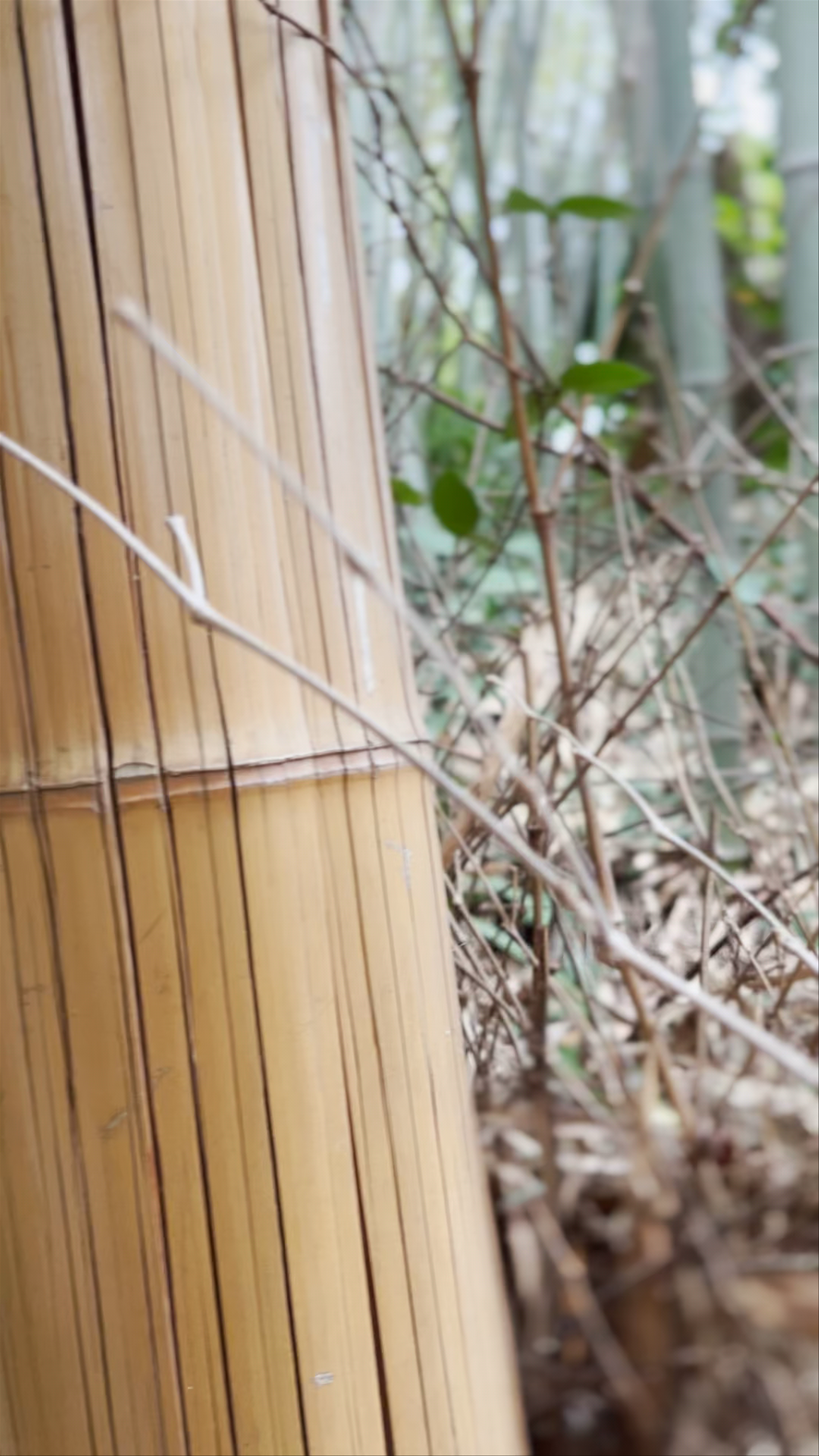Mystical Journey Through Arashiyama Bamboo Forest, Kyoto