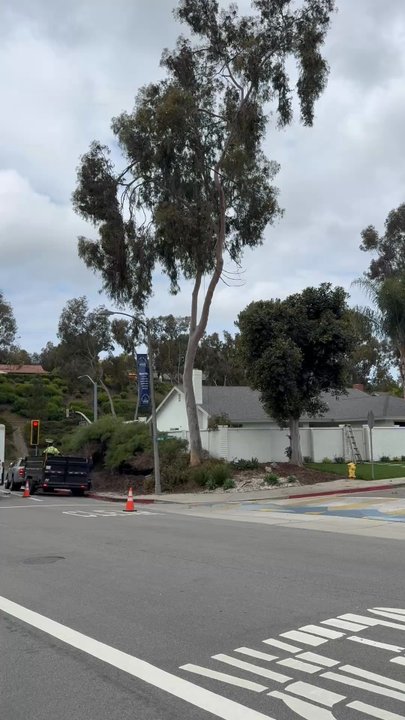 MTC Tree Care - Before and After - Tree Services Near Me - Riverside, California