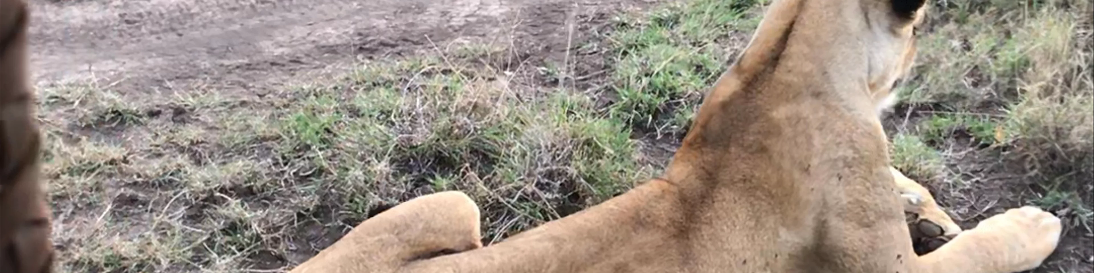 lion tracking in Masai Mara 