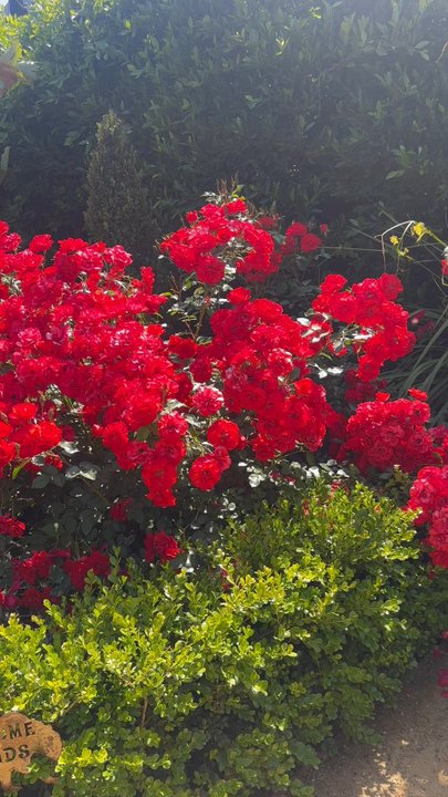 Escape Gardens - Roses - Nurseries & Gardening Near Me - Somis, California