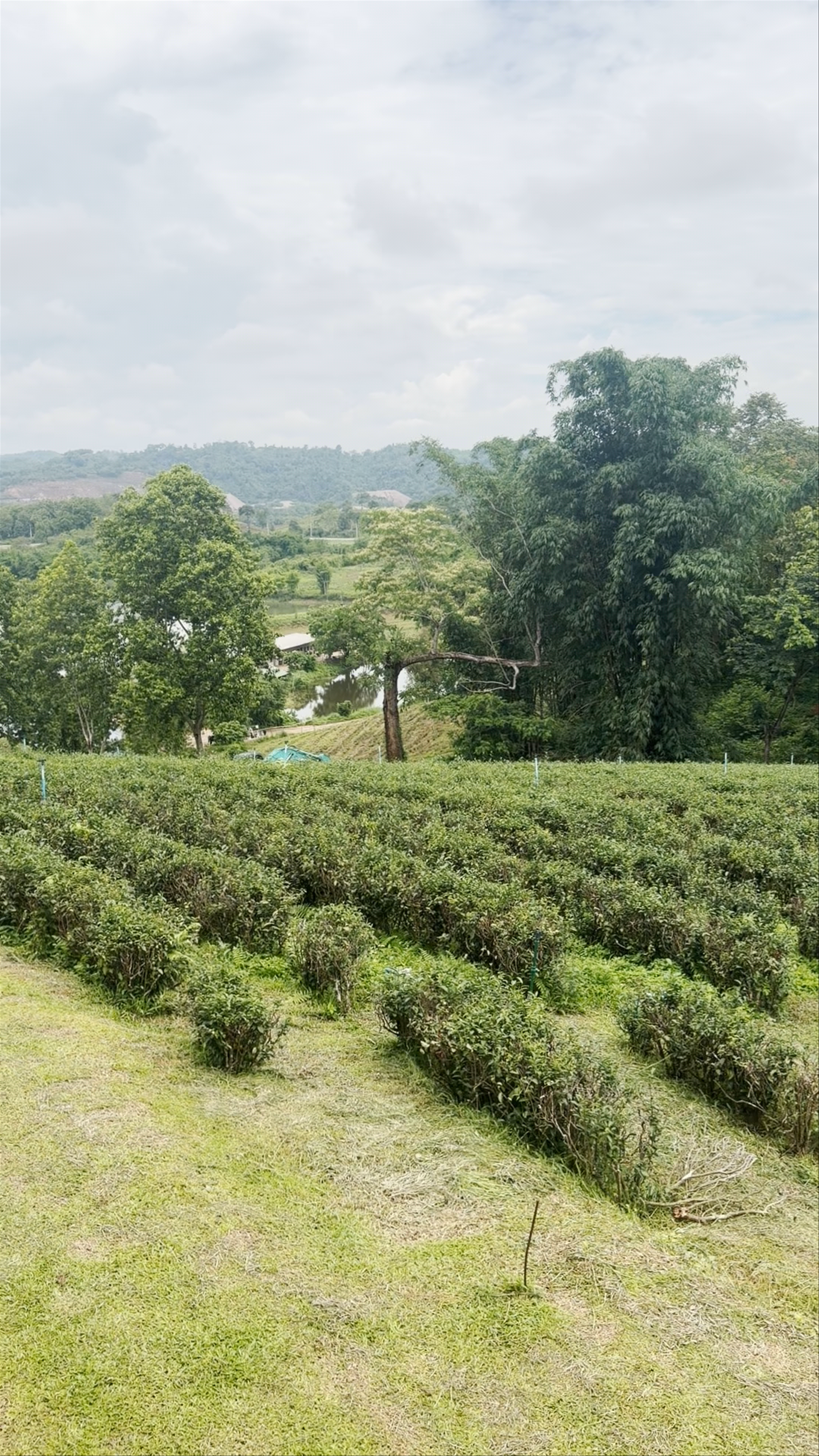 Choui Fong Tea Plantation: Serene Highland Tea Fields in Chiang Rai