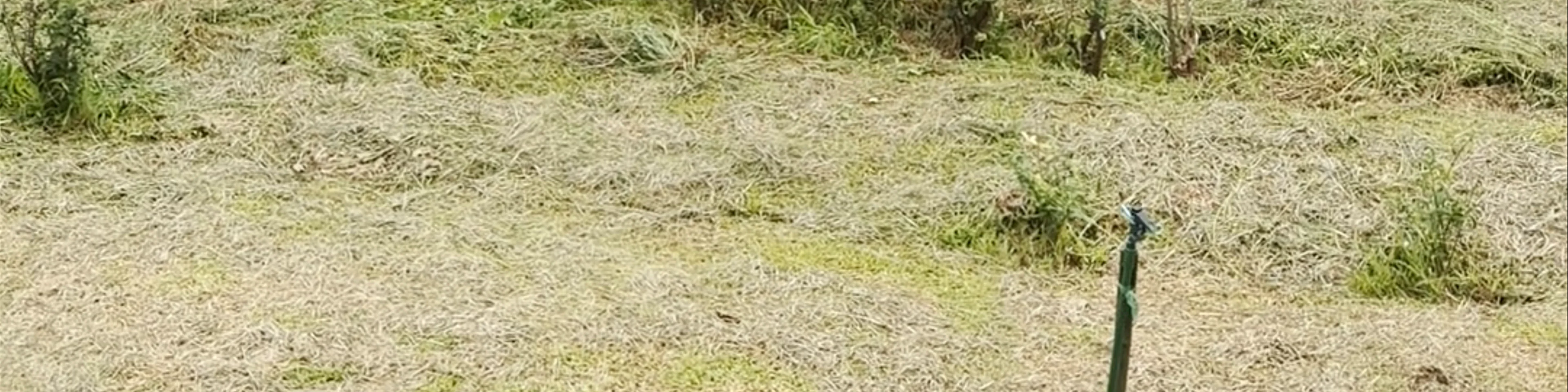 Choui Fong Tea Plantation