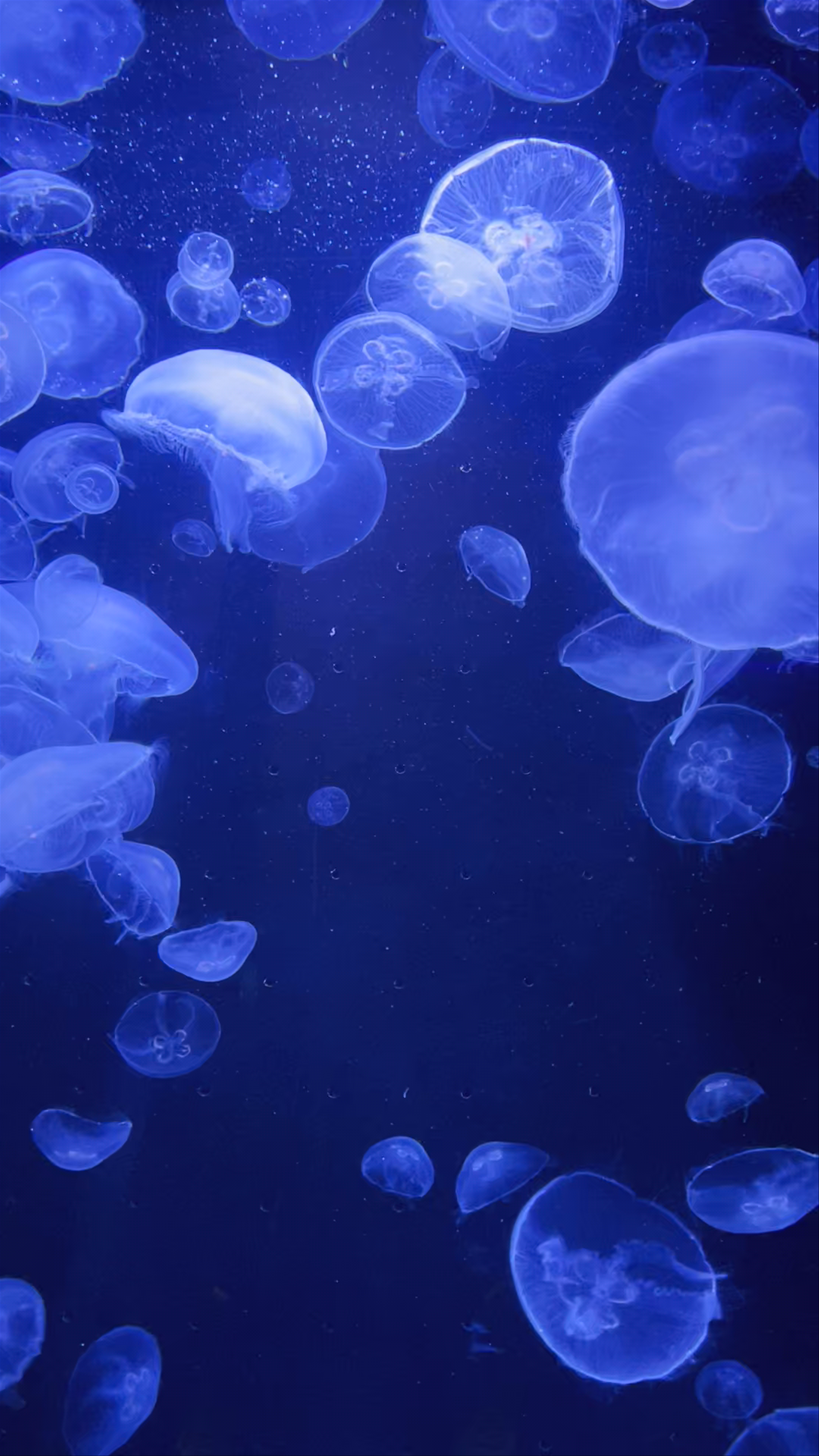 Musée océanographique de Monaco