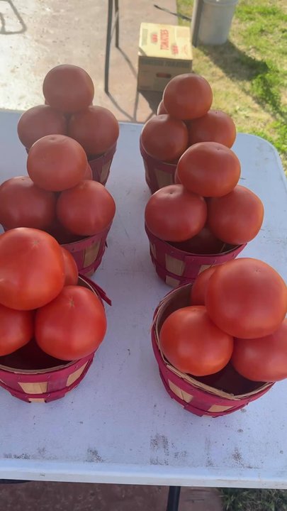 Sachse Farmers Market - Lovely produce available from East Texas. - Farmers Market Near Me - Sachse, Texas