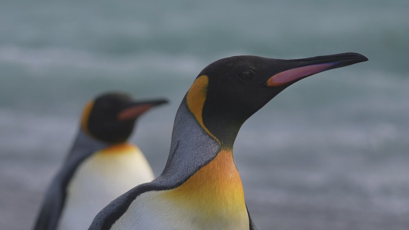 King Penguins in South Georgia poster
