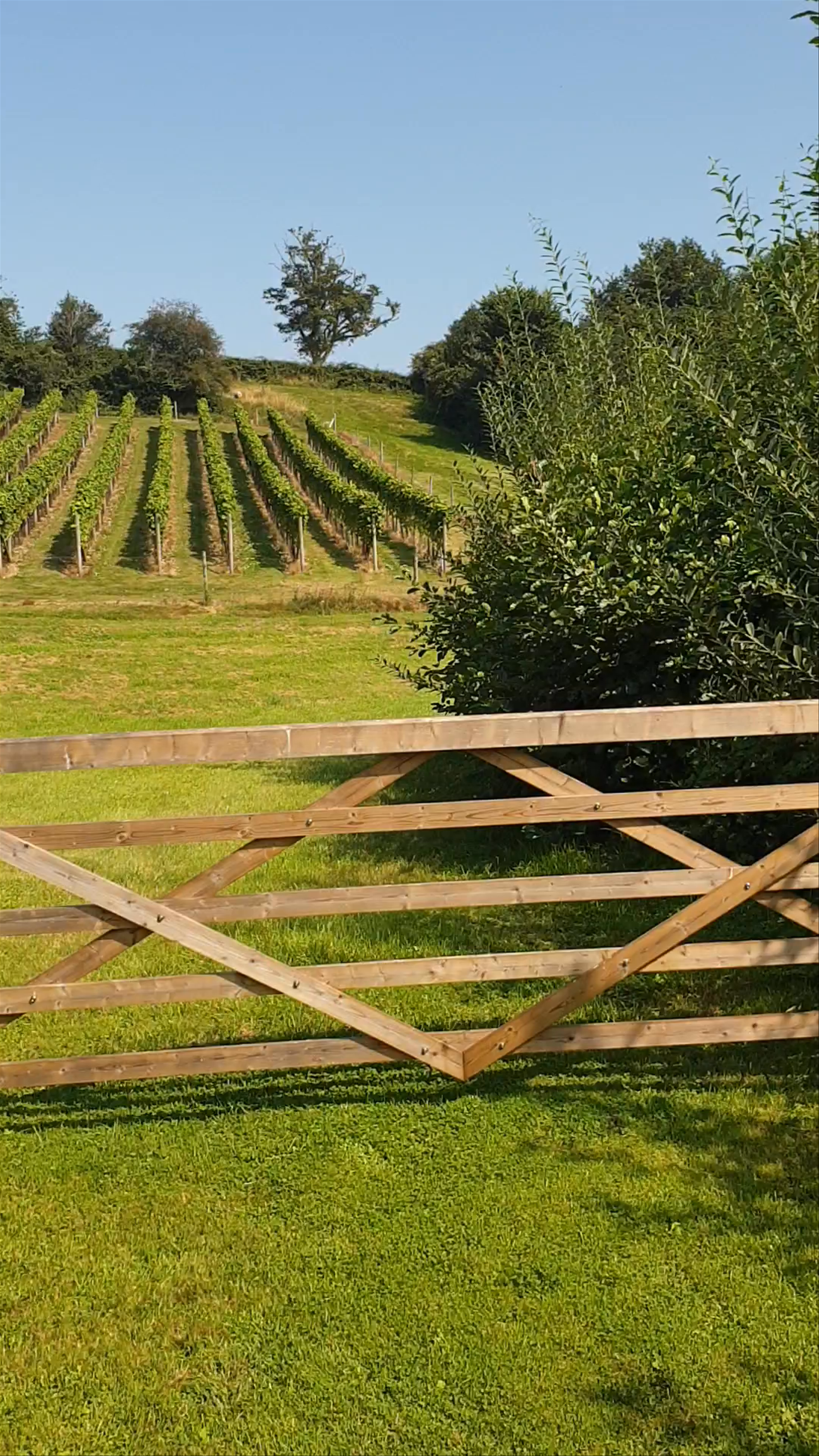 Lily Farm Vineyard Tour in Budleigh Salterton, England