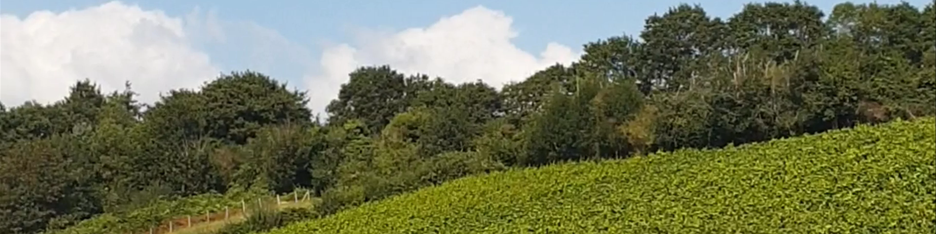 Lily Farm Vineyard