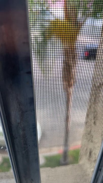 Echo 116 Apartments - Here is the maintenance guy throwing the wood he's breaking down into the dumpster at 9 am.  Super inconsiderate. - Apartments Near Me - Anaheim, California