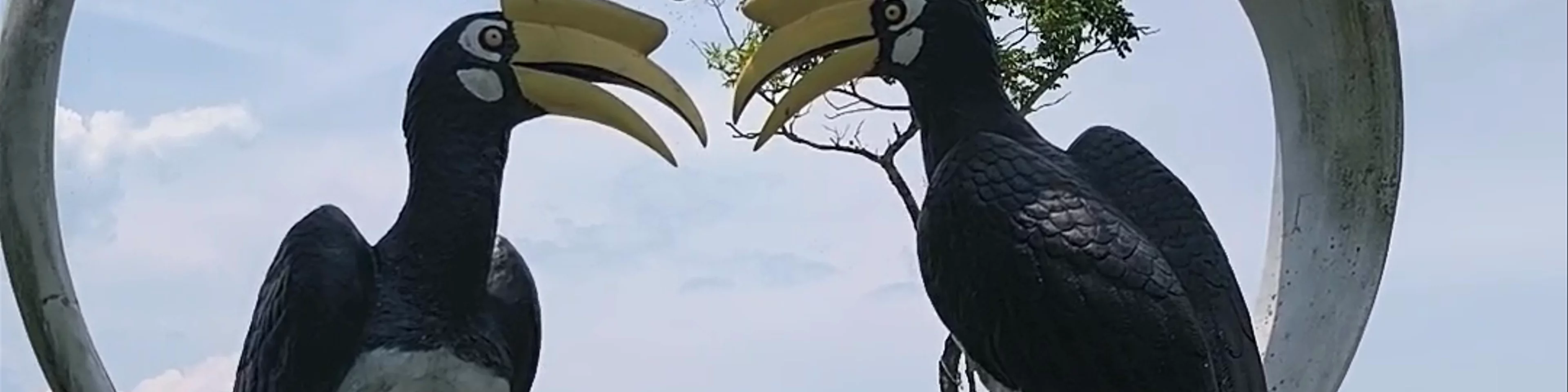 Hornbill view point