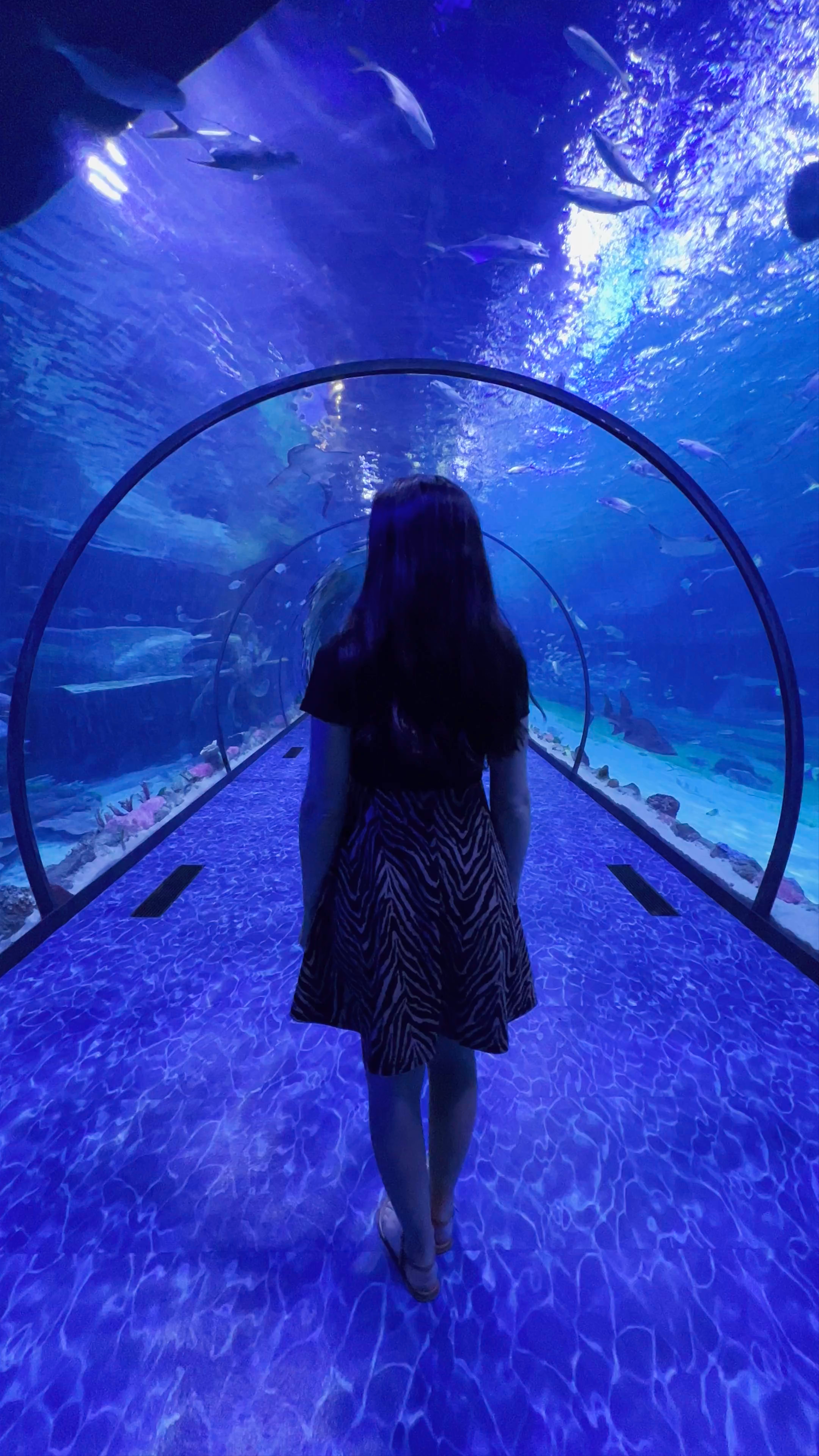 Mesmerizing Underwater Walk at The National Aquarium Abu Dhabi