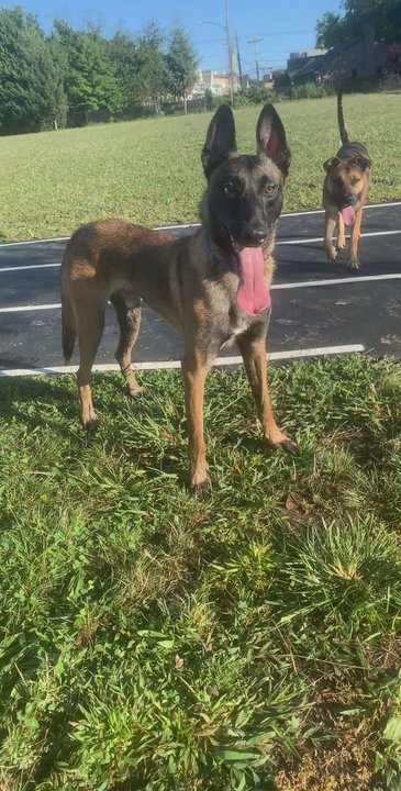 Whiskey K9 - Basic obedience - Pet Training Near Me - Ansonia , Connecticut