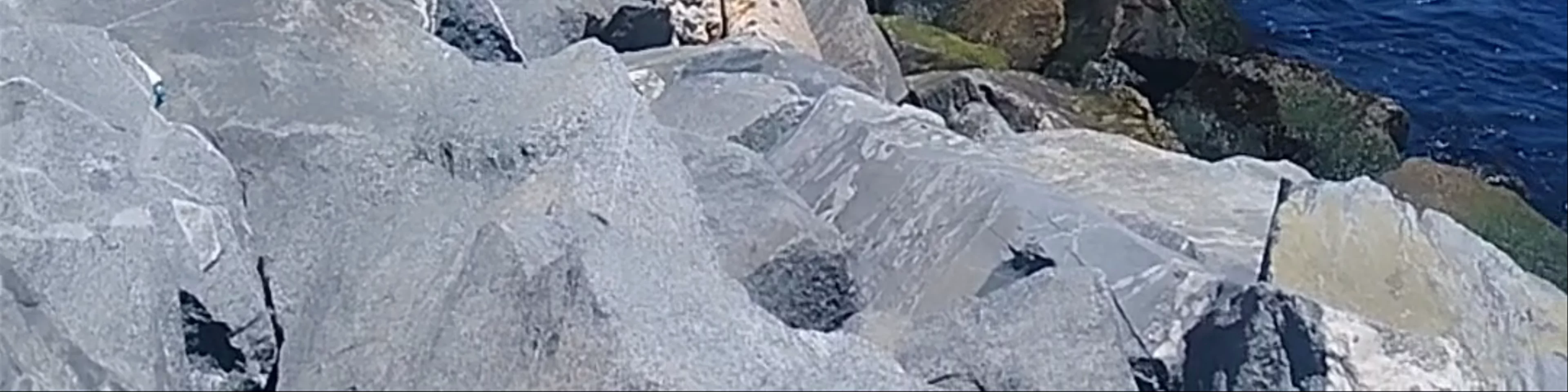 Mirador lobos