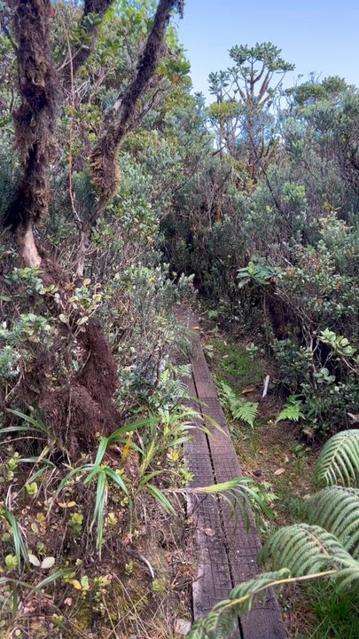 Mt Ka'ala Trail - Boaswalk - Hiking Near Me - Waianae, Hawaii
