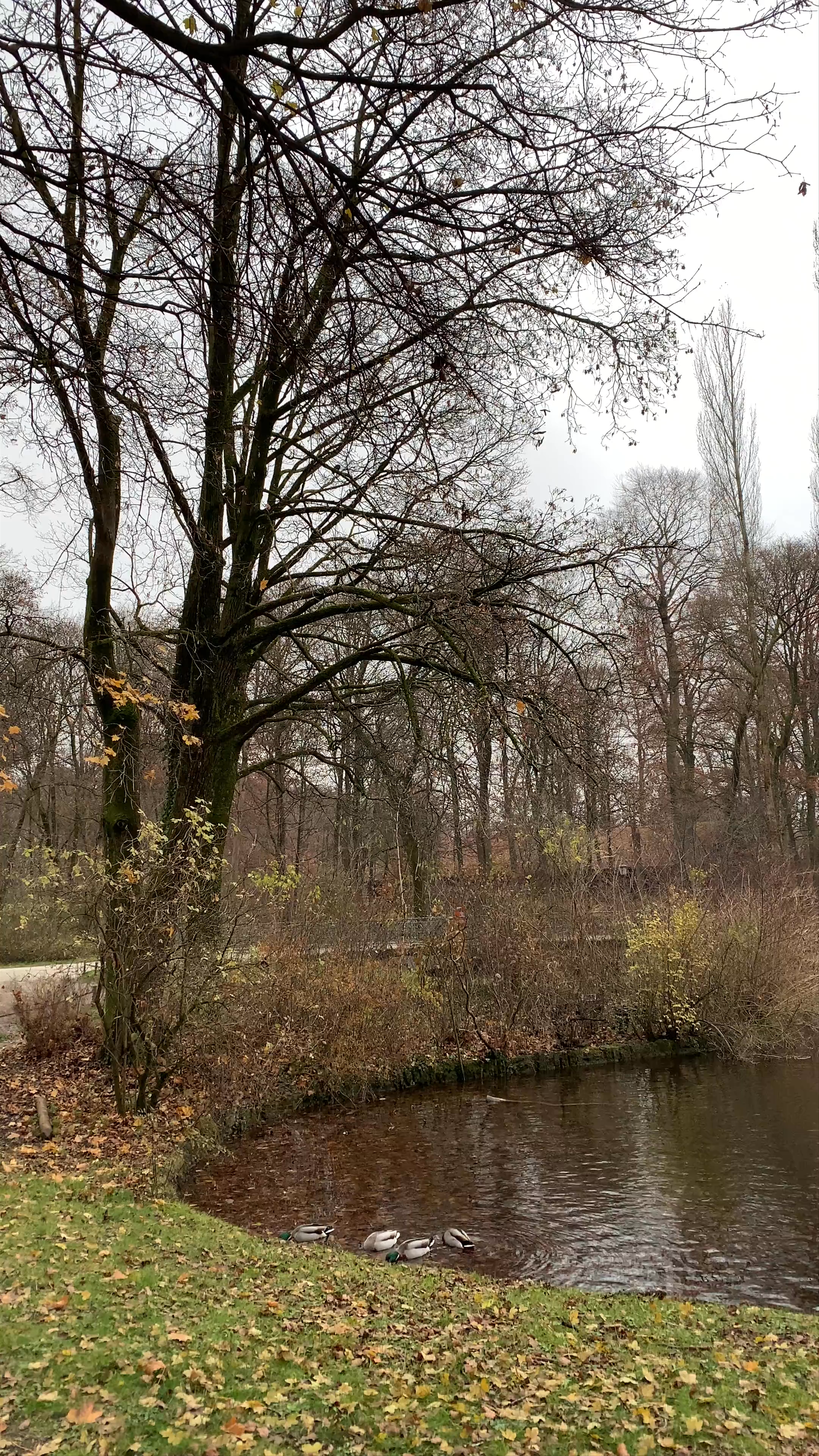 Serene Winter Stroll at Am Tucherpark Lake, Munich