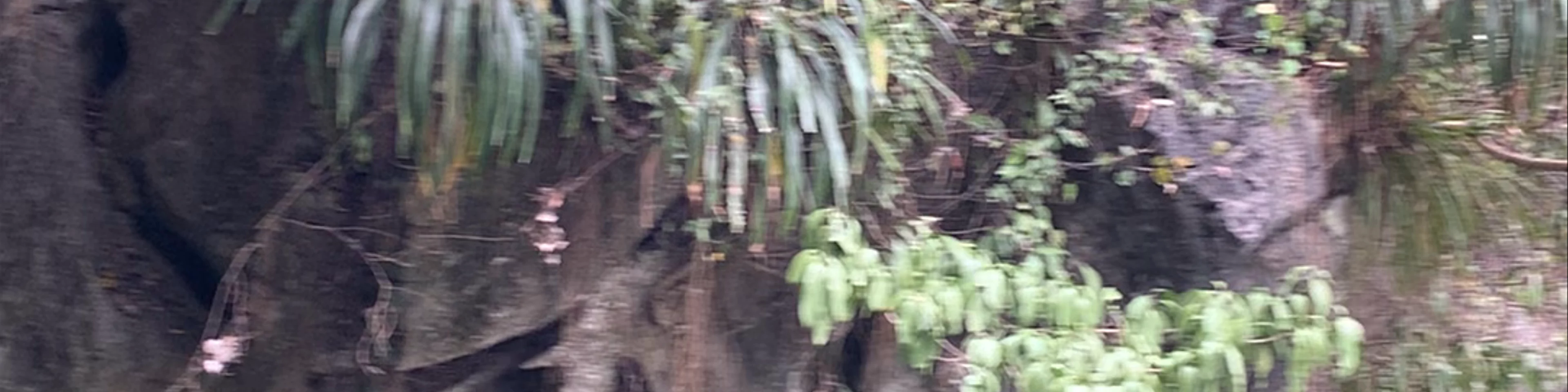 Đền Trình