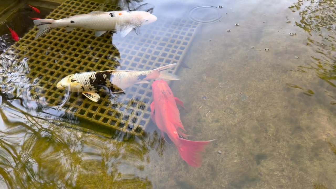 Rosicrucian Park - Curious Koi - Parks Near Me - San Jose, California