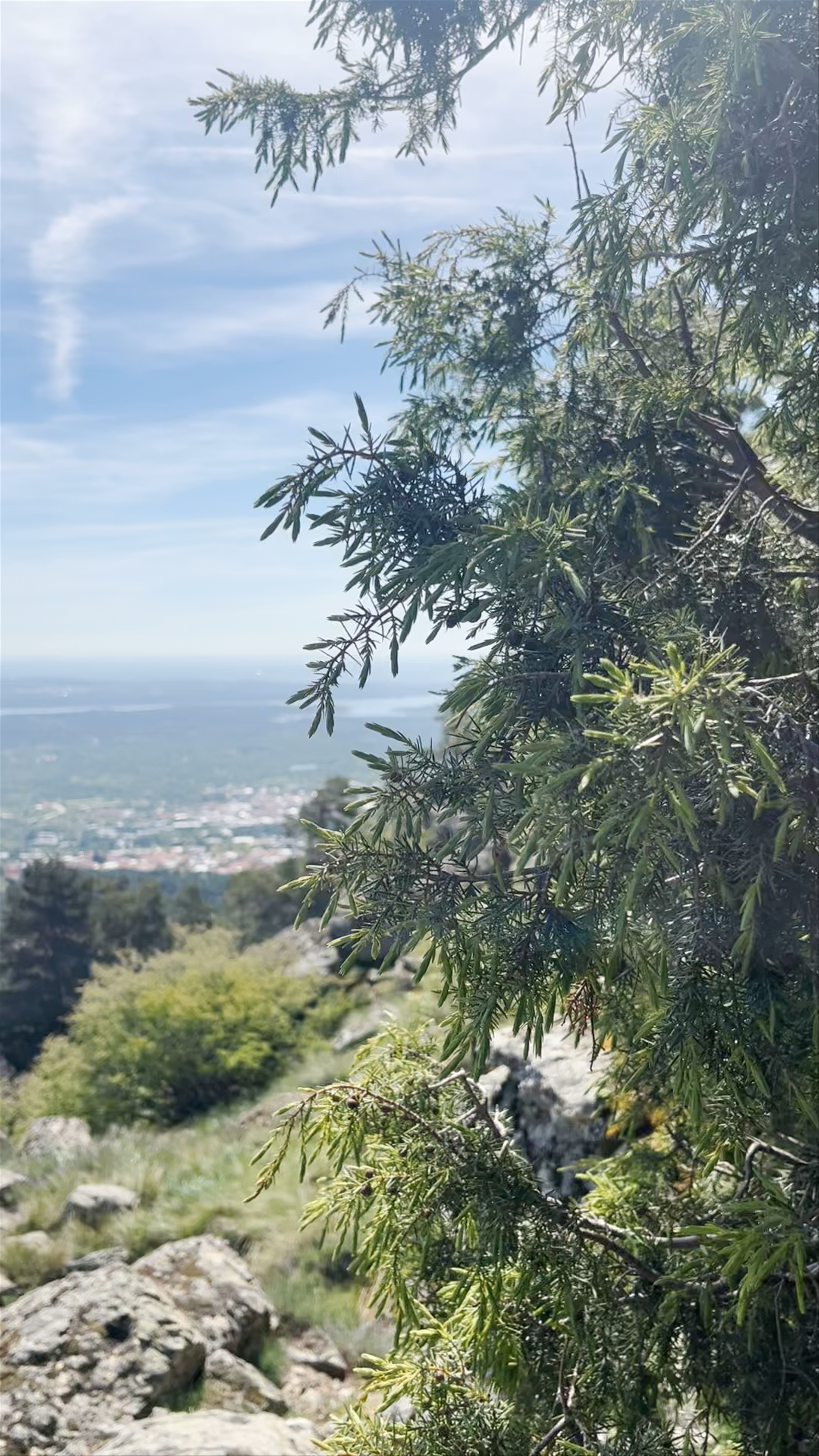 Mirador de los Alerces