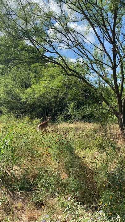 Walnut Creek Greenbelt - 6/4/2020 - Parks Near Me - Austin, Texas
