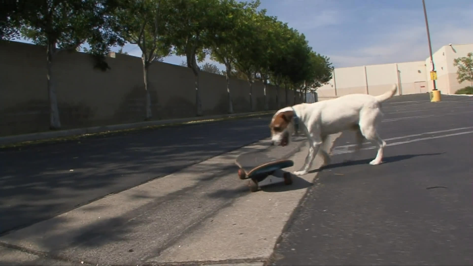 A Jack Russell terrier interacts with a skateboard in an empty parking lot, eventually pushing off and riding it on the pavement.