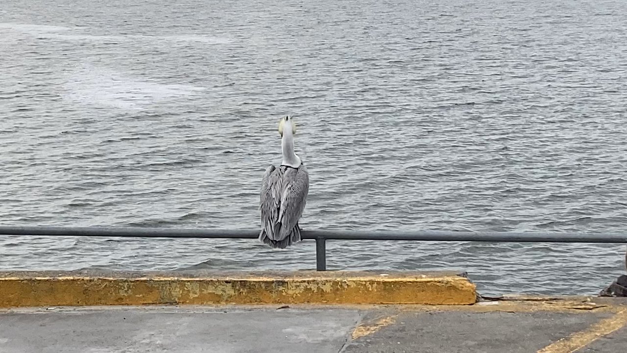 Neptune Park - Neptune Park pier -- pelican chilling - Parks Near Me - St. Simons Island, Georgia