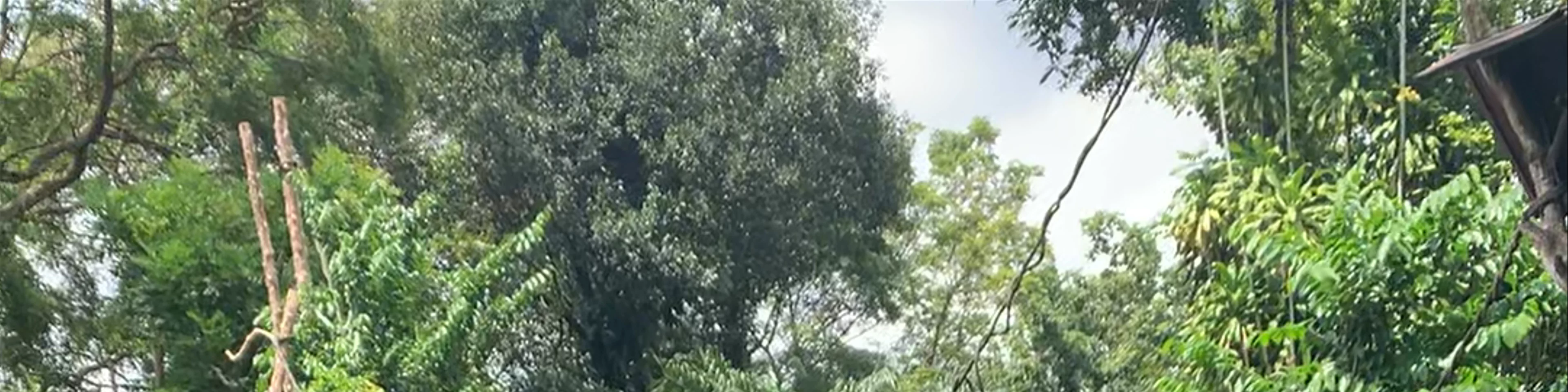 Singapore Zoo