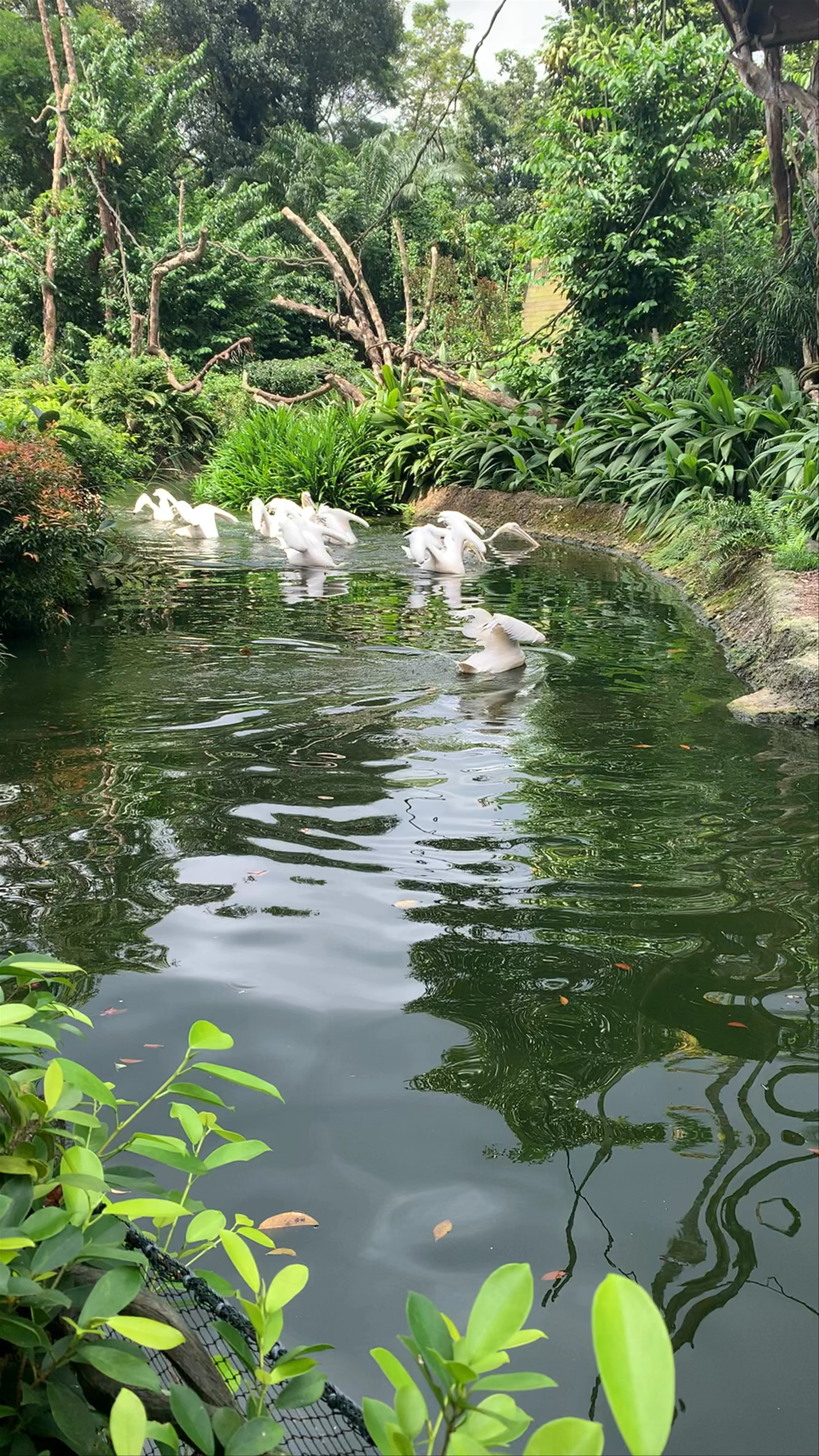 Singapore Zoo
