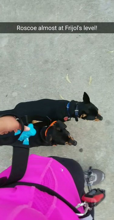 Canine Perspective - Our pups - Pet Training Near Me - Chicago, Illinois
