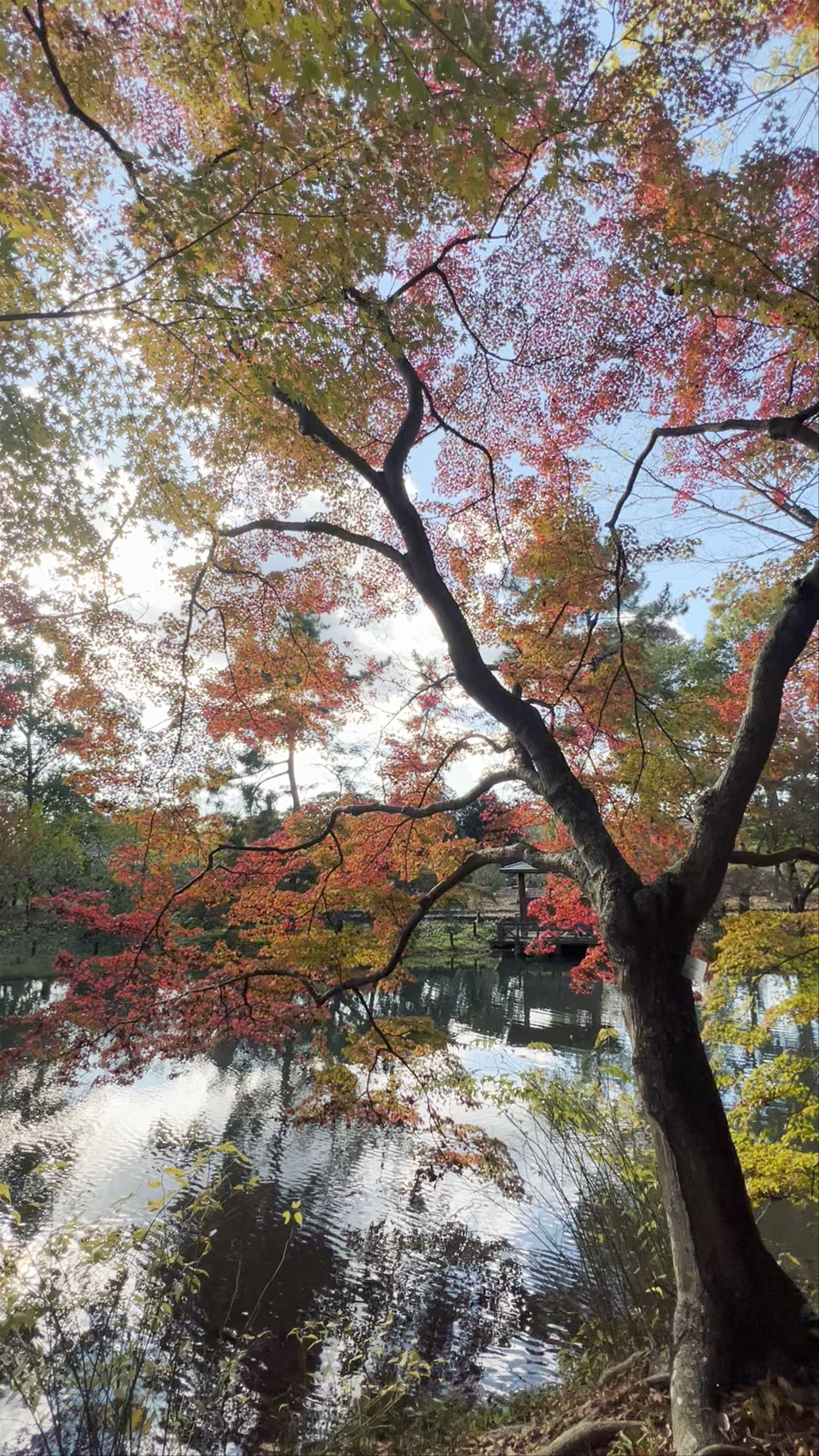 Autumn Serenity at Kyoto Botanical Gardens