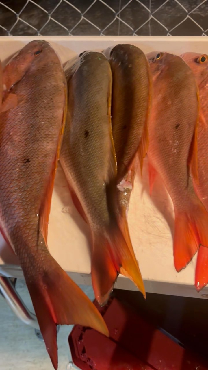 Our Haul of Muttons This past Wednesday 12/3 out o...