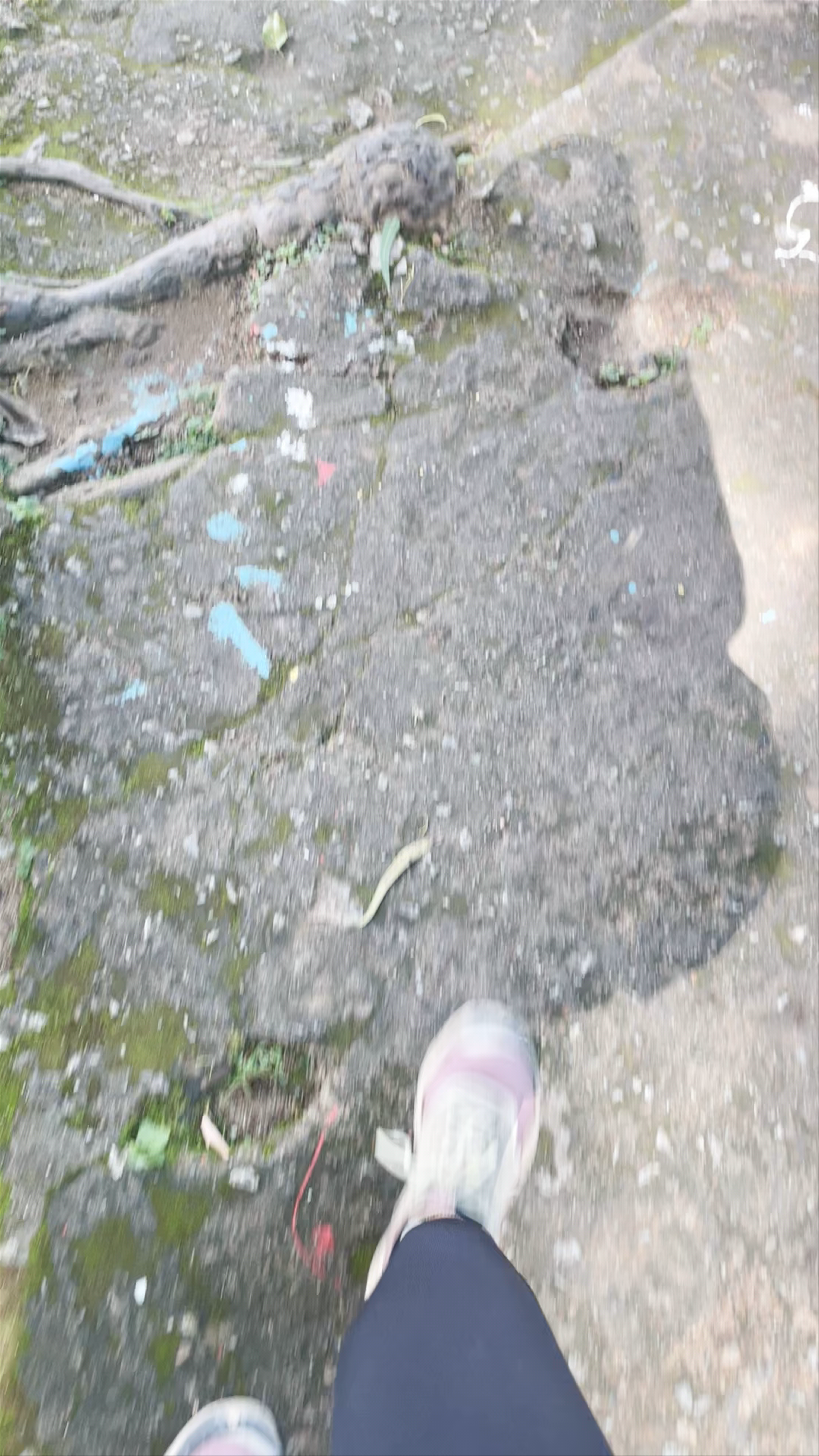 Cameron Valley Tea House 1