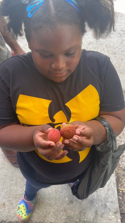 Naga Gardens - Different types of lychee - Attraction Farms Near Me - Loxahatchee, Florida