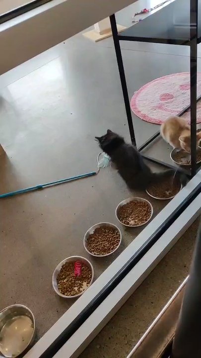 Kitty Cantina - Kitties playing - Themed Cafes Near Me - Spokane, Washington