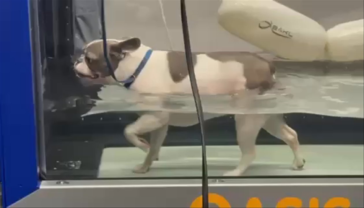 Kinetic Veterinary Specialists - Water treadmill therapy - Veterinarians Near Me - Clermont, Florida