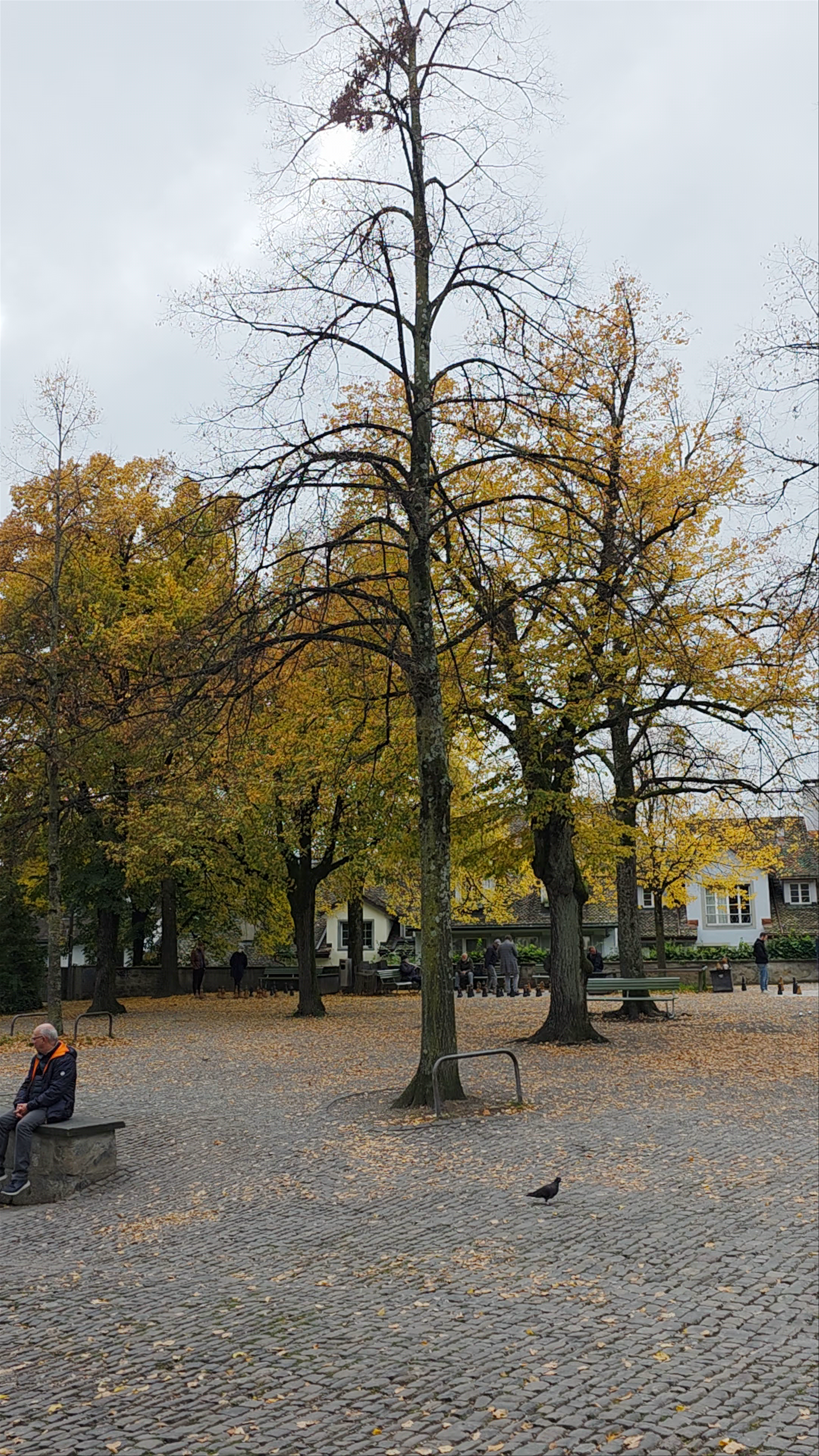 Lindenhof