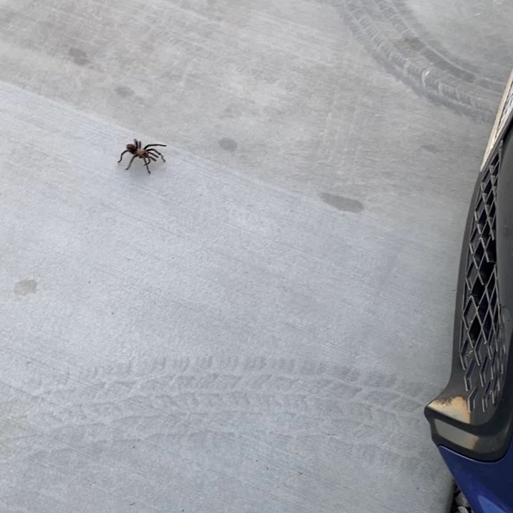 Epic Pest management - Pest Control Near Me - Chino Hills, California