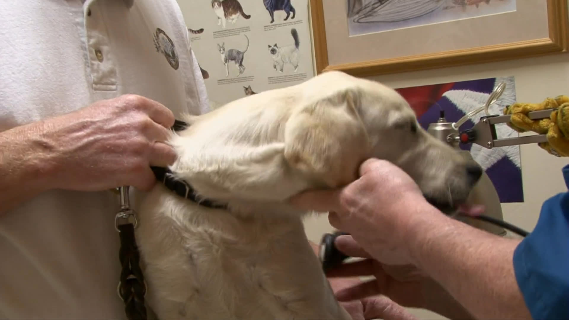 A veterinarian performs a routine physical examination on a labrador retriever inside a clinical setting. The medical staff assesses the animal's physical condition and prepares medical supplies.