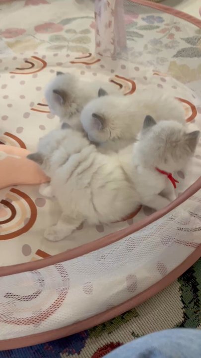 Kitten Cuddle Corner - Pet Breeders Near Me